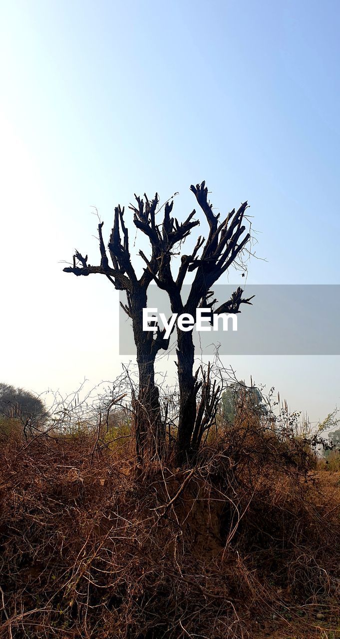 nature, sky, tree, plant, landscape, environment, no people, bare tree, land, branch, clear sky, scenics - nature, beauty in nature, tranquility, grass, soil, non-urban scene, outdoors, wilderness, savanna, day, blue, tranquil scene, dry, silhouette