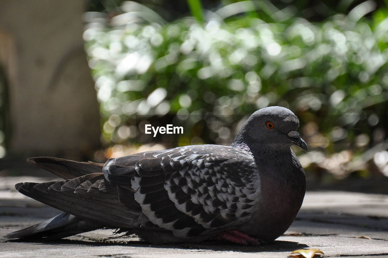 Close-up of pigeons on footpath during sunny day