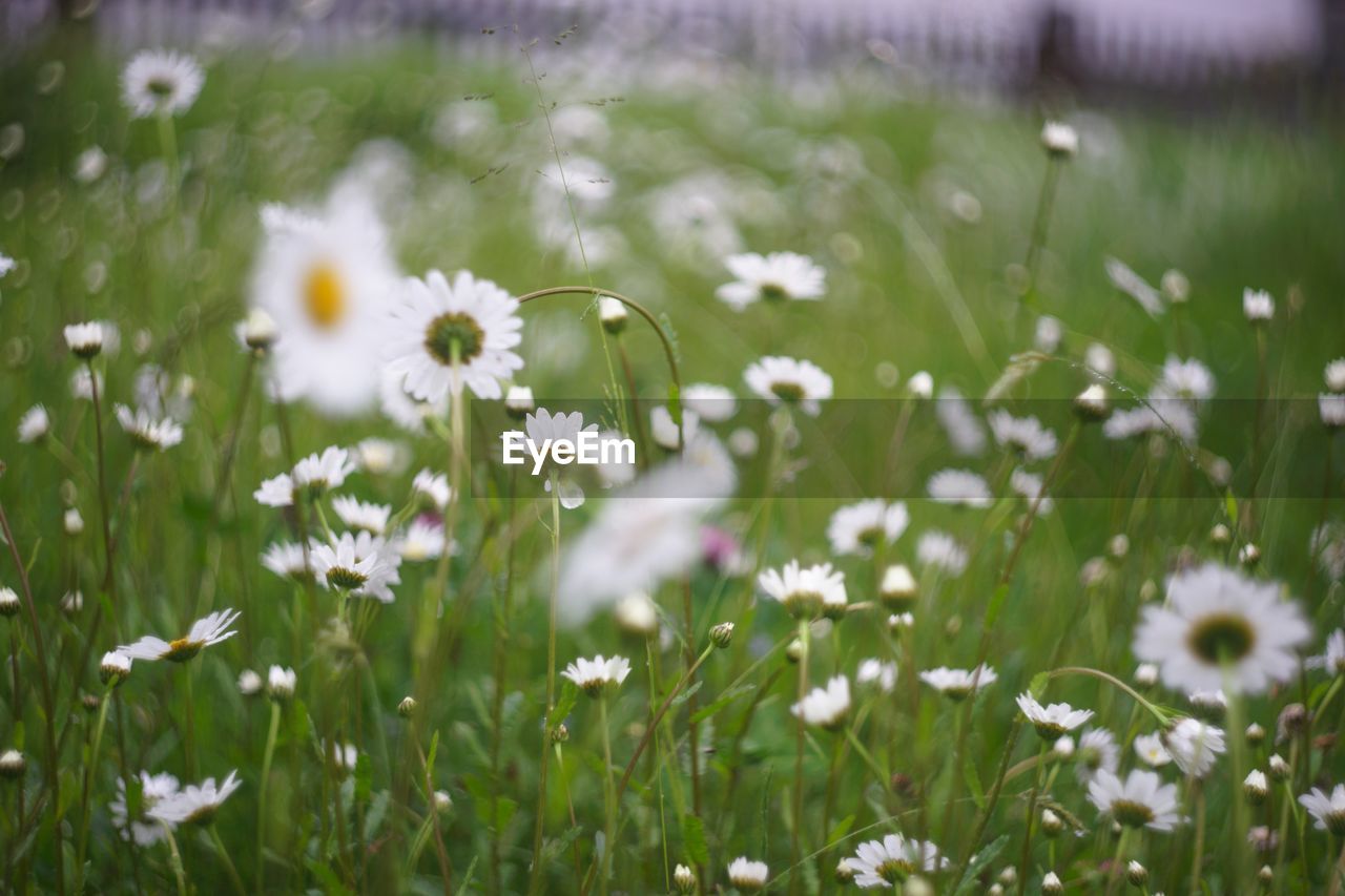 Close-up of white flowering plant on field