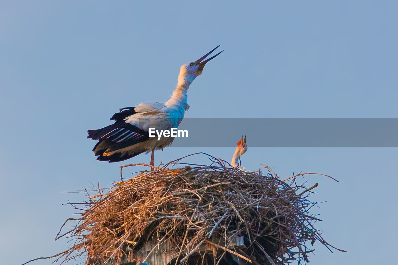 low angle view of bird perching on nest against clear sky