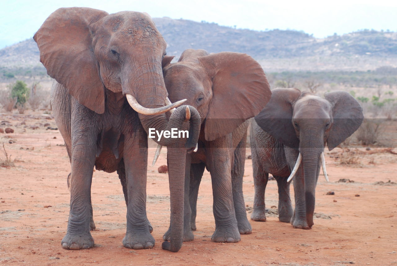 Elephant calves standing on field