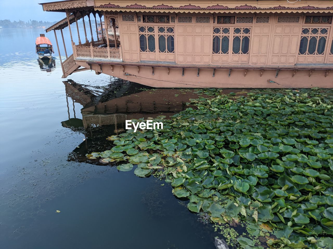 PLANT GROWING BY LAKE AGAINST BUILDING