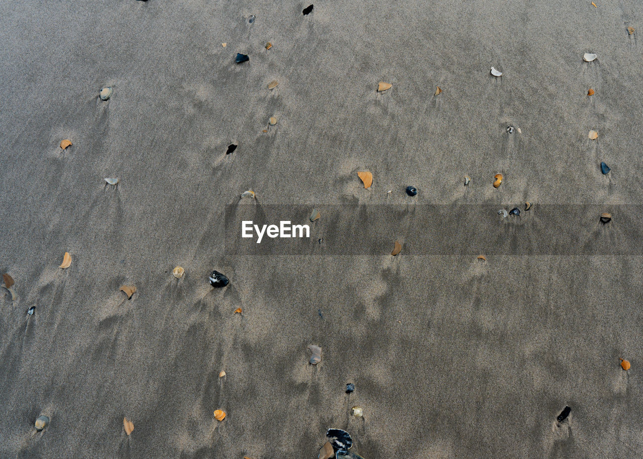 HIGH ANGLE VIEW OF ANIMAL ON SAND