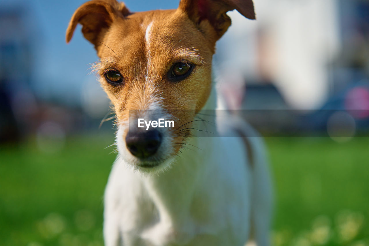 Cute small dog on lawn with green grass near living house at summer day. active pet outdoors