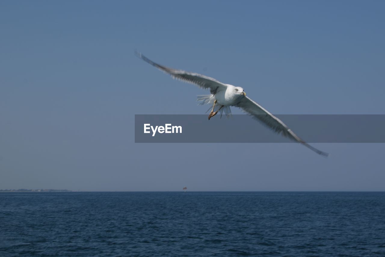 LOW ANGLE VIEW OF BIRD FLYING AGAINST CLEAR SKY