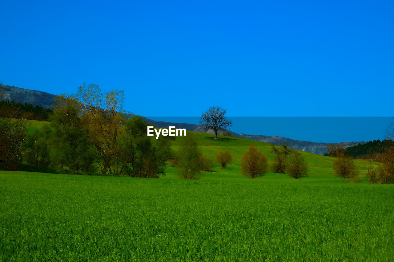 Scenic view of grassy field against blue sky
