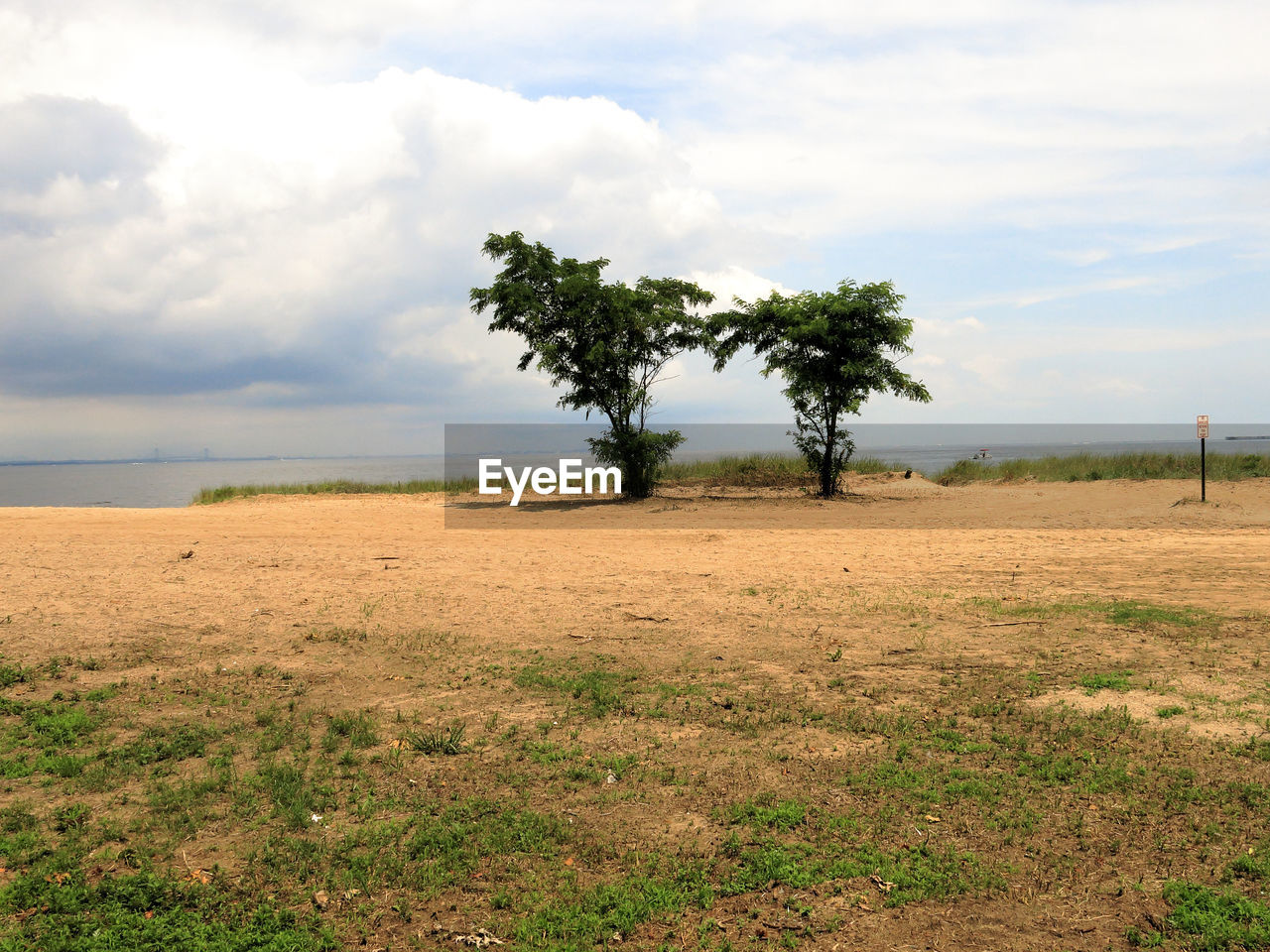 TREE ON FIELD