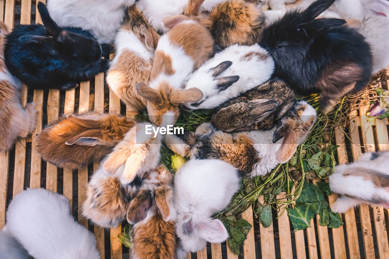 High angle view of rabbits in nest