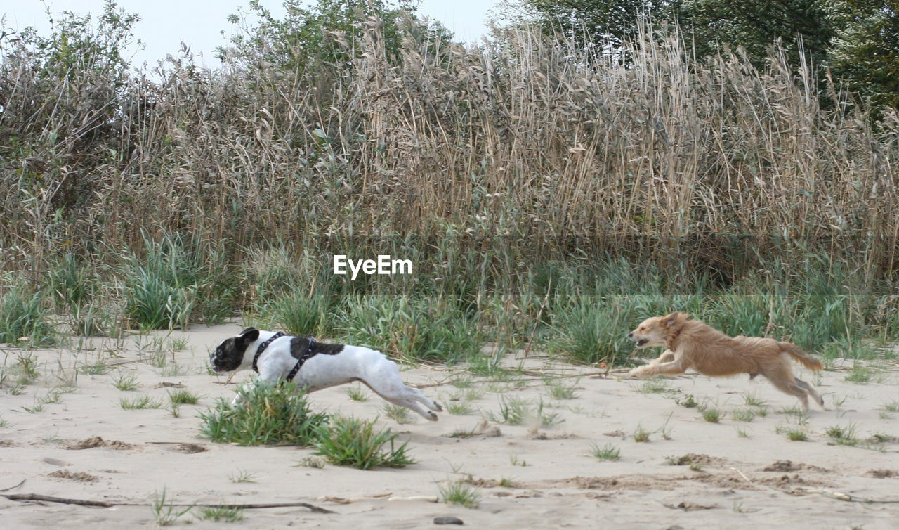 Dogs running on sand