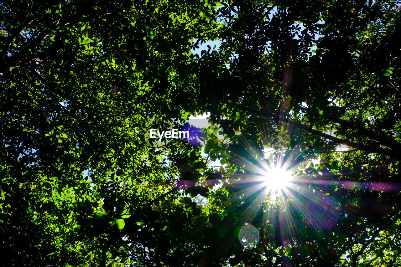 LOW ANGLE VIEW OF TREES