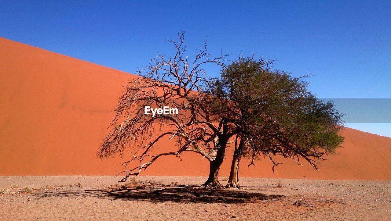 Trees on namib desert against clear blue sky