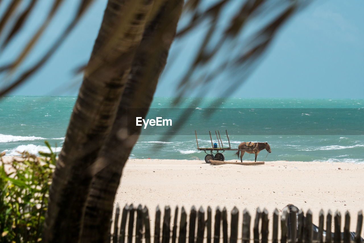 Horse cart at sandy beach