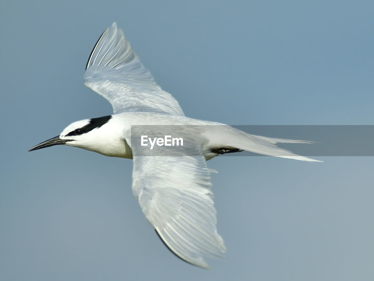 LOW ANGLE VIEW OF SEAGULL FLYING AGAINST CLEAR SKY