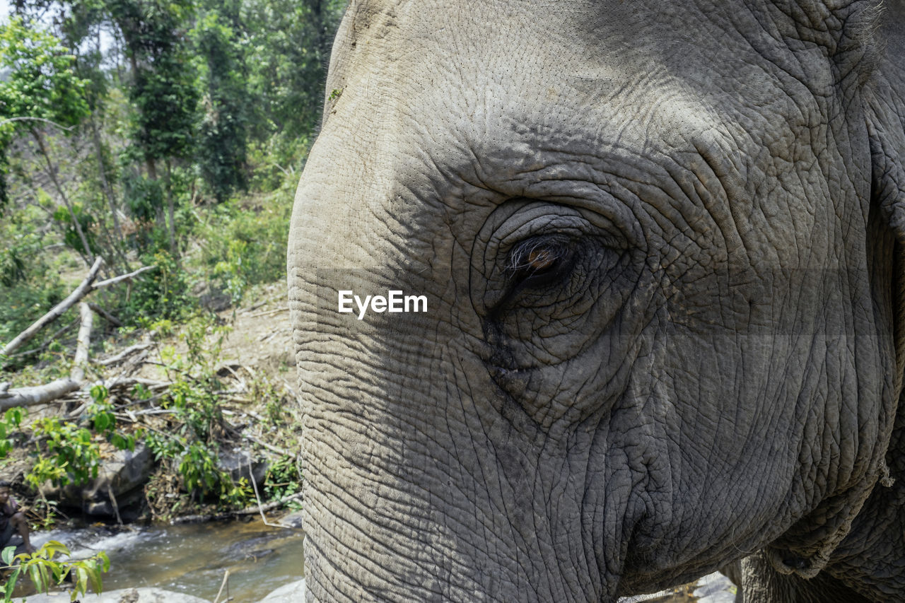 CLOSE-UP OF ELEPHANT IN SUNLIGHT