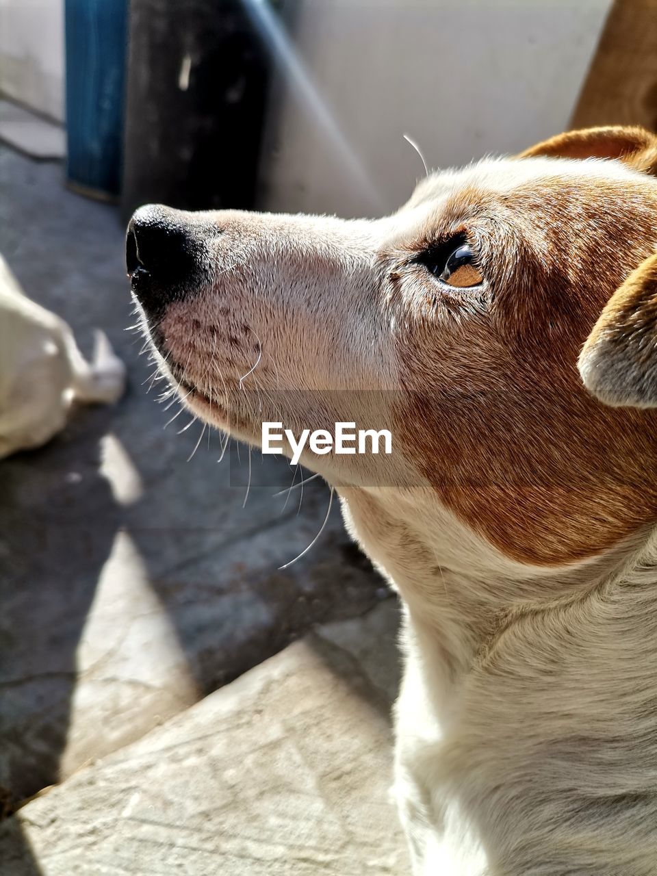 animal, animal themes, one animal, mammal, dog, pet, domestic animals, nose, close-up, canine, animal body part, snout, sunlight, animal head, no people, puppy, day, carnivore, looking, whiskers, focus on foreground, looking away, outdoors