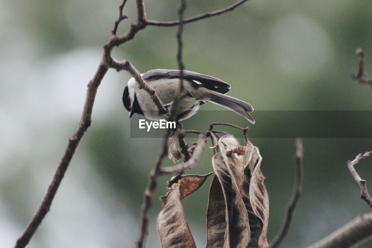 Close-up of bird perching on branch