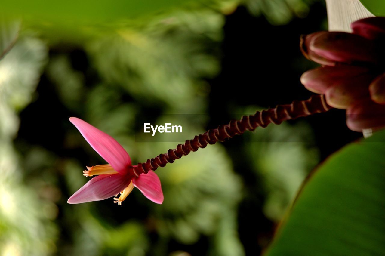 Close-up of flower against blurred background