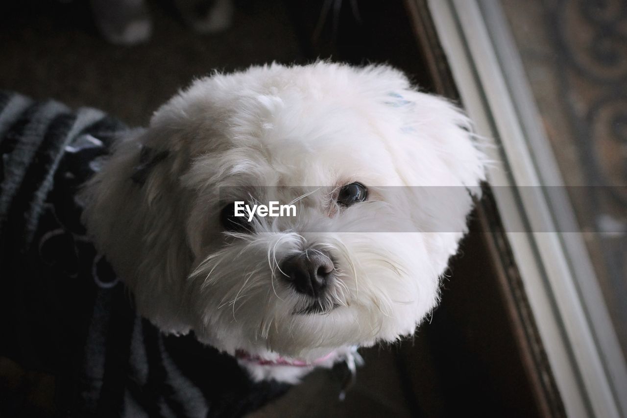 Close-up portrait of dog