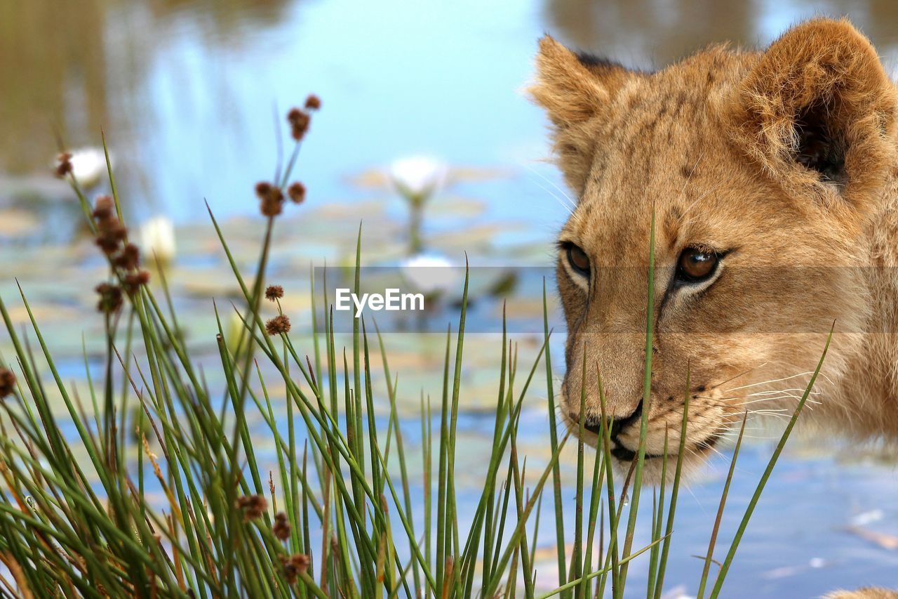 Close-up of lion by waterfront