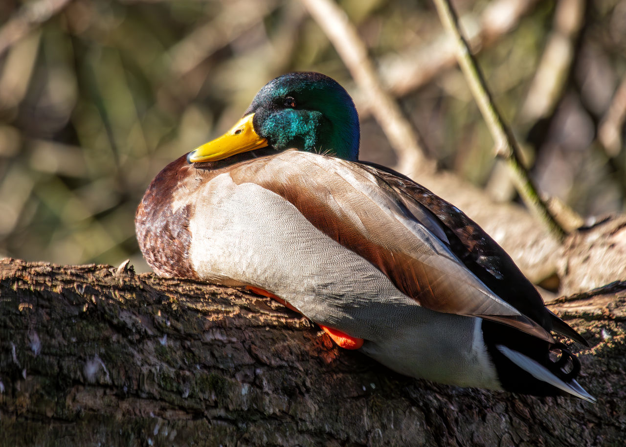 close-up of duck on tree trunk