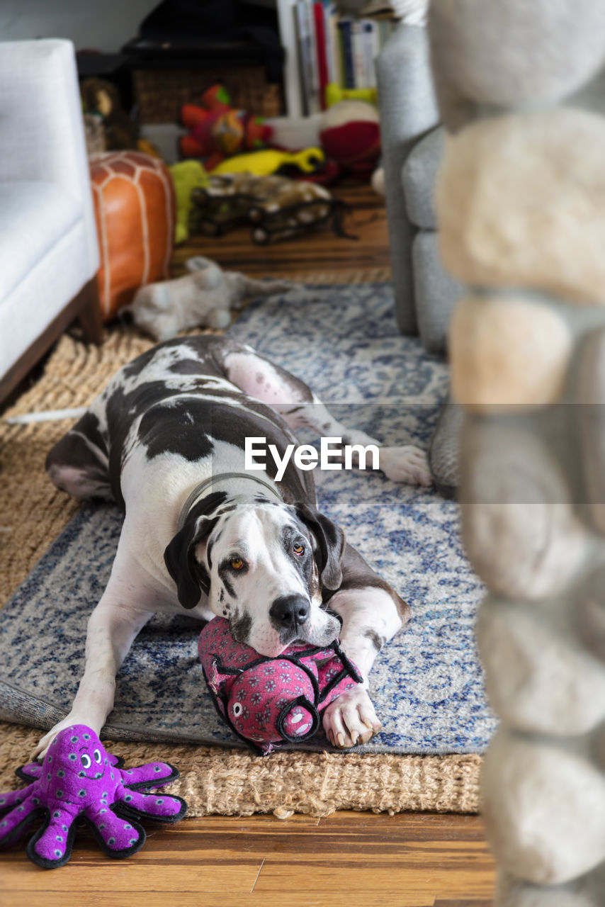 Large harlequin great dane dog laying on floor with many stuffed animal chew toys.