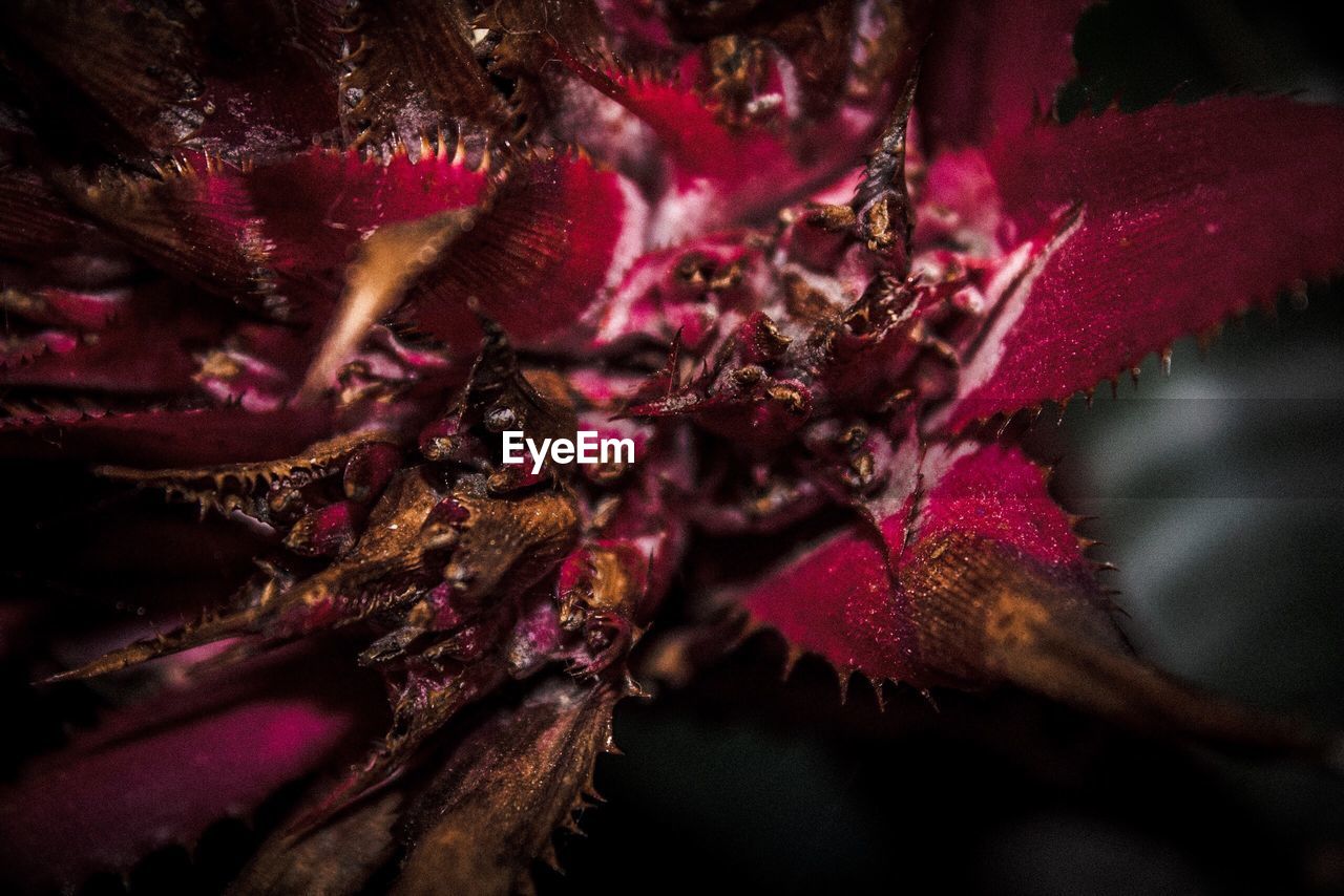 CLOSE-UP OF RED FLOWERS