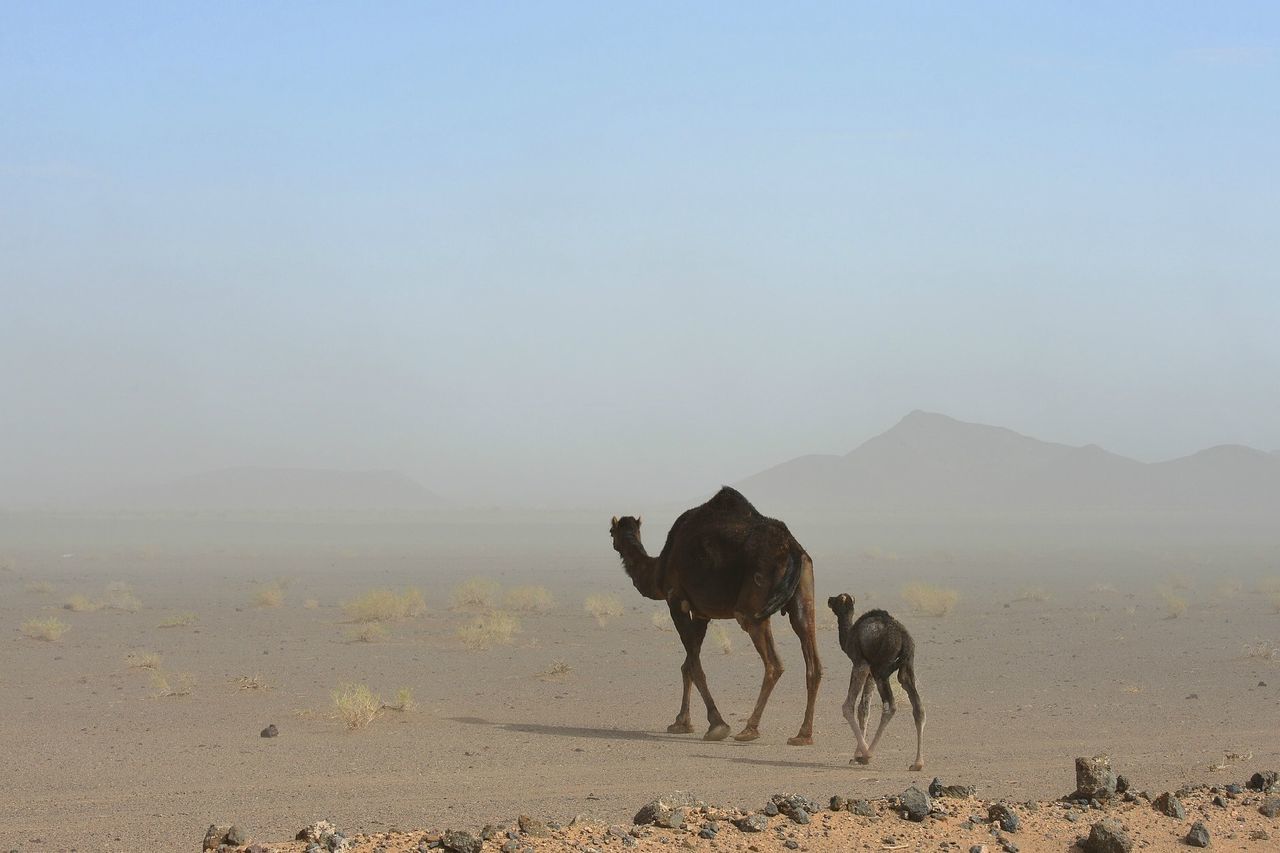 Camels in the desert