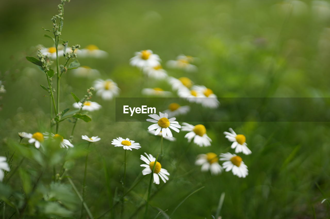 plant, flower, flowering plant, meadow, freshness, beauty in nature, grass, nature, field, prairie, grassland, fragility, daisy, yellow, summer, green, close-up, plain, white, no people, lawn, land, springtime, wildflower, environment, growth, outdoors, flower head, selective focus, medicine, multi colored, landscape, macro photography, day, focus on foreground, petal, sunlight, botany, natural environment, food, inflorescence, non-urban scene, blossom, herb, healthcare and medicine