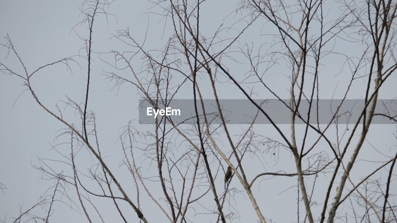 LOW ANGLE VIEW OF BARE TREES AGAINST SKY