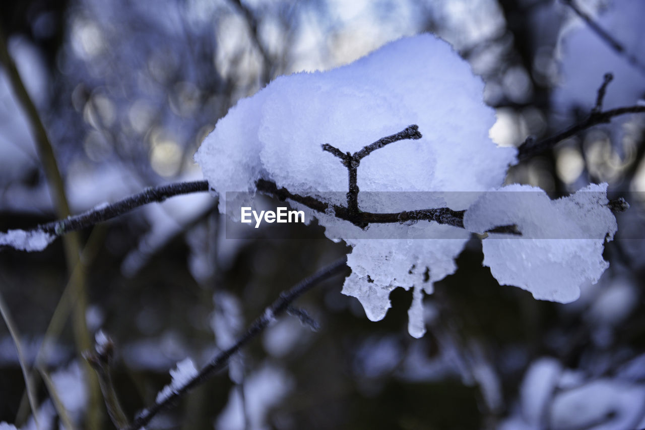 snow, winter, cold temperature, freezing, branch, nature, plant, tree, frost, close-up, leaf, beauty in nature, flower, focus on foreground, frozen, no people, ice, white, environment, outdoors, macro photography, black and white, monochrome, day, land, tranquility