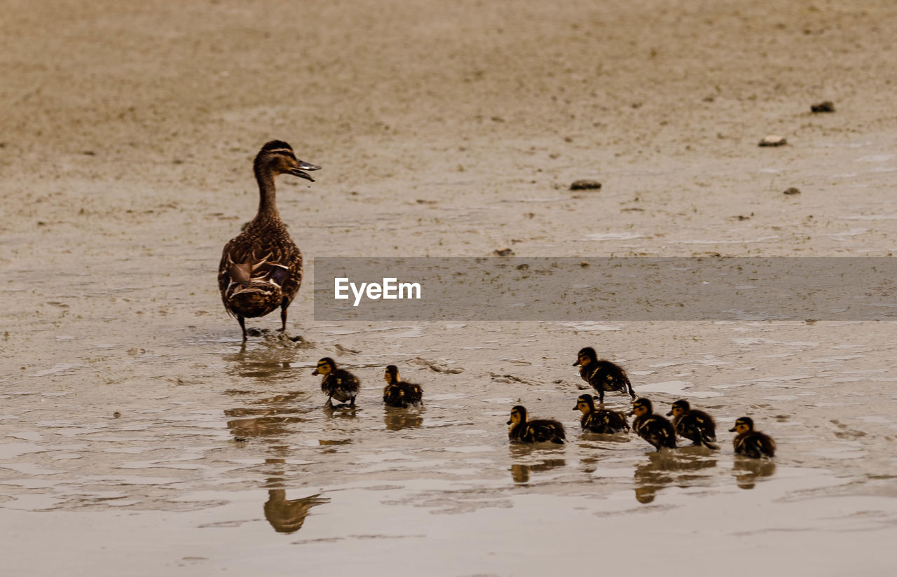 FLOCK OF DUCKS IN LAKE