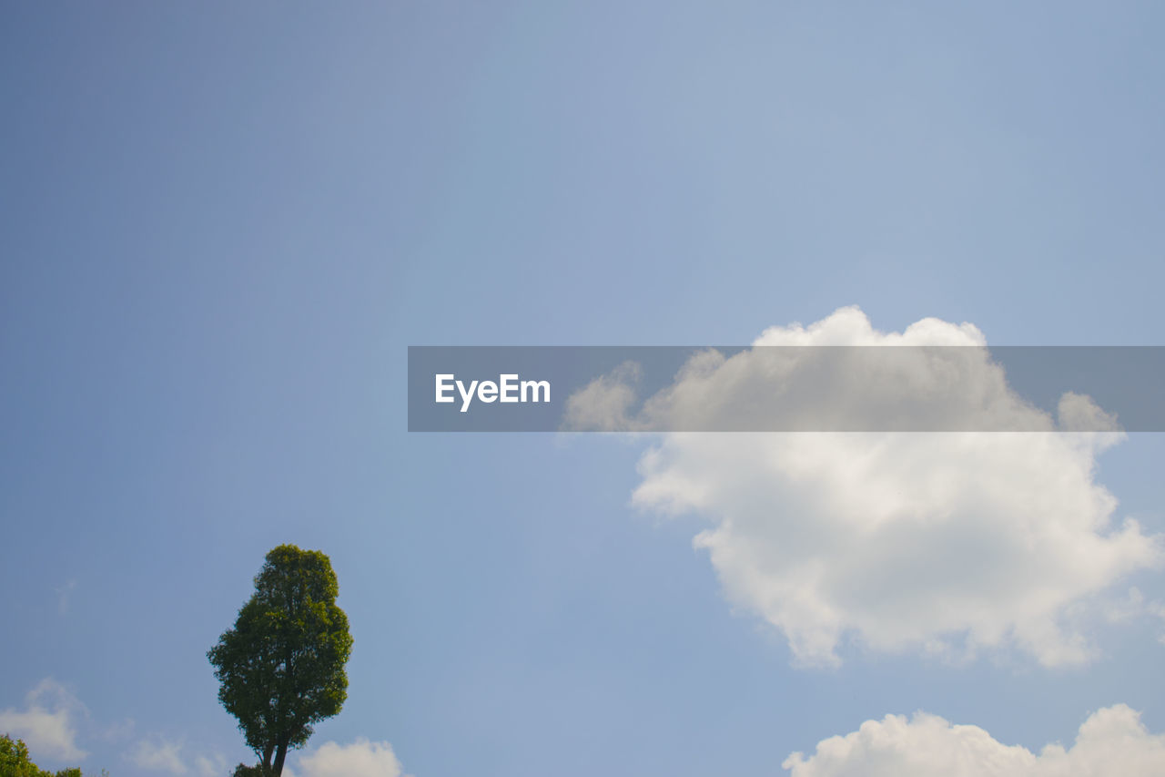 LOW ANGLE VIEW OF TREE AGAINST SKY