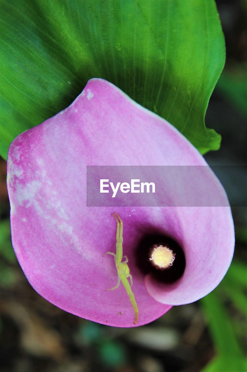 CLOSE-UP OF PINK FLOWERS BLOOMING OUTDOORS