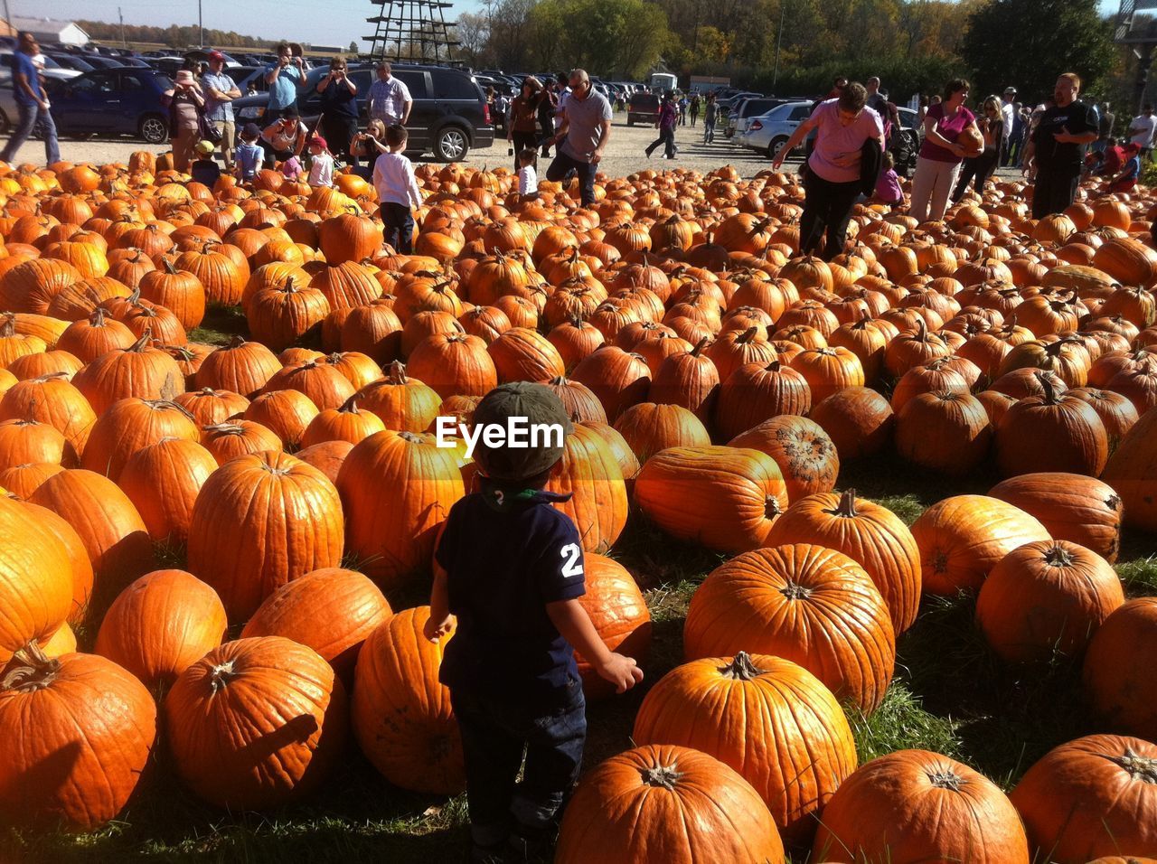 Looking through the sea of autumn pumpkins.