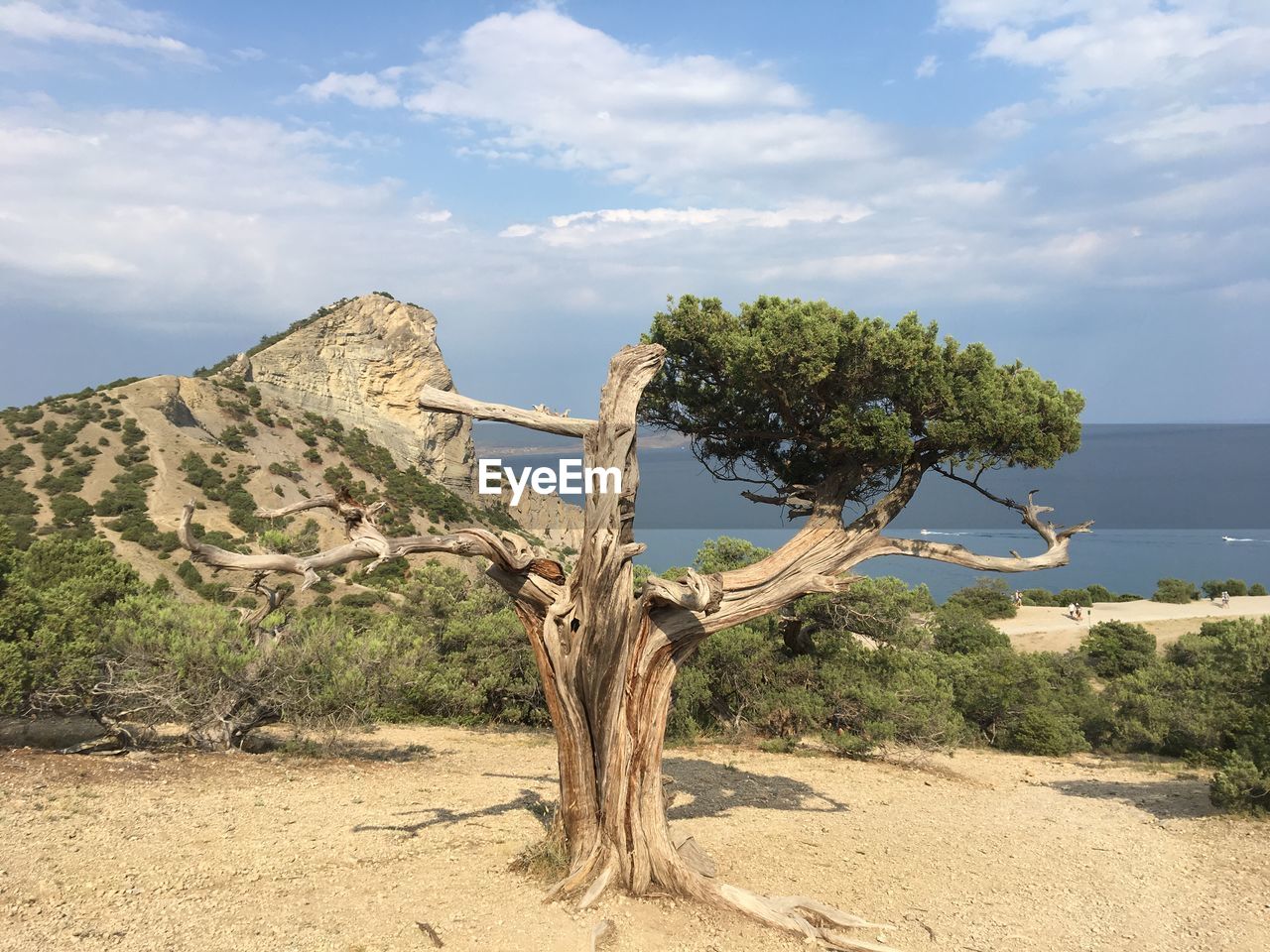 VIEW OF TREE ON DESERT AGAINST SKY