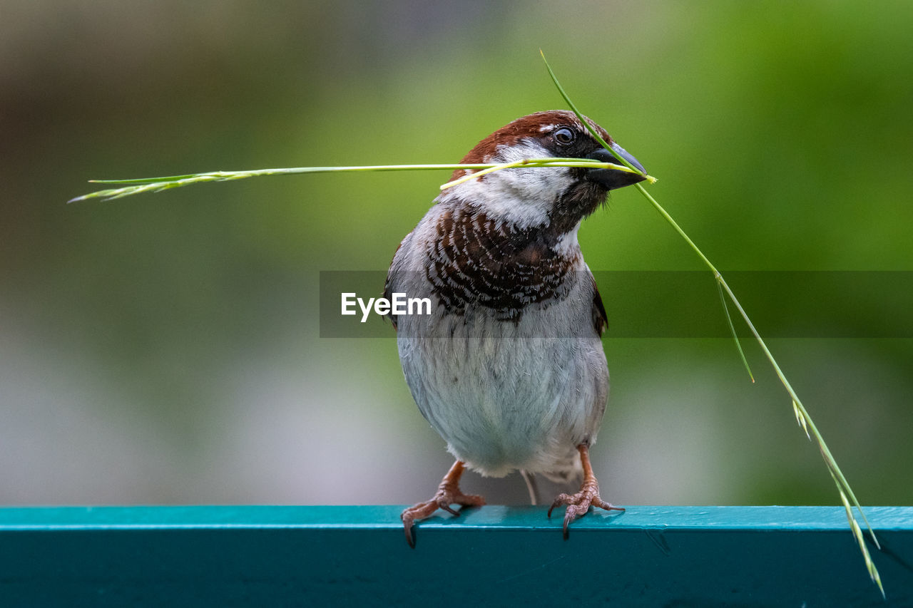 Close-up of bird perching on railing