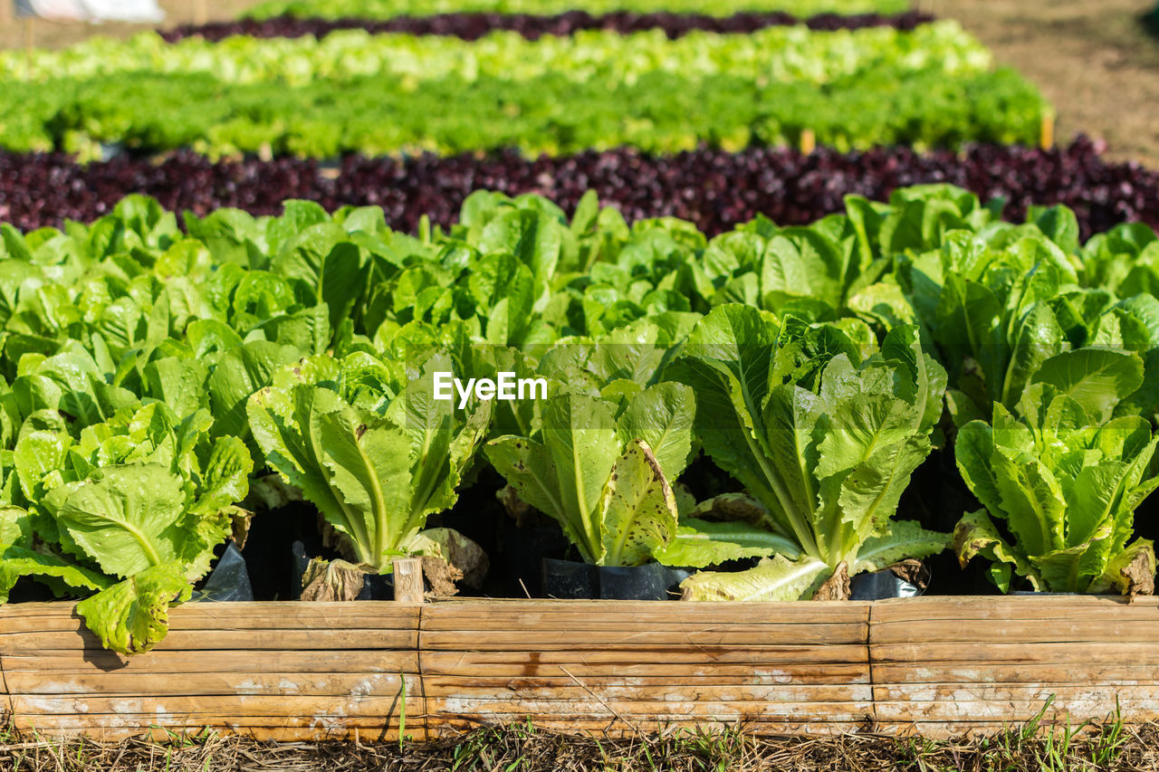 Rows of cultivated salad 