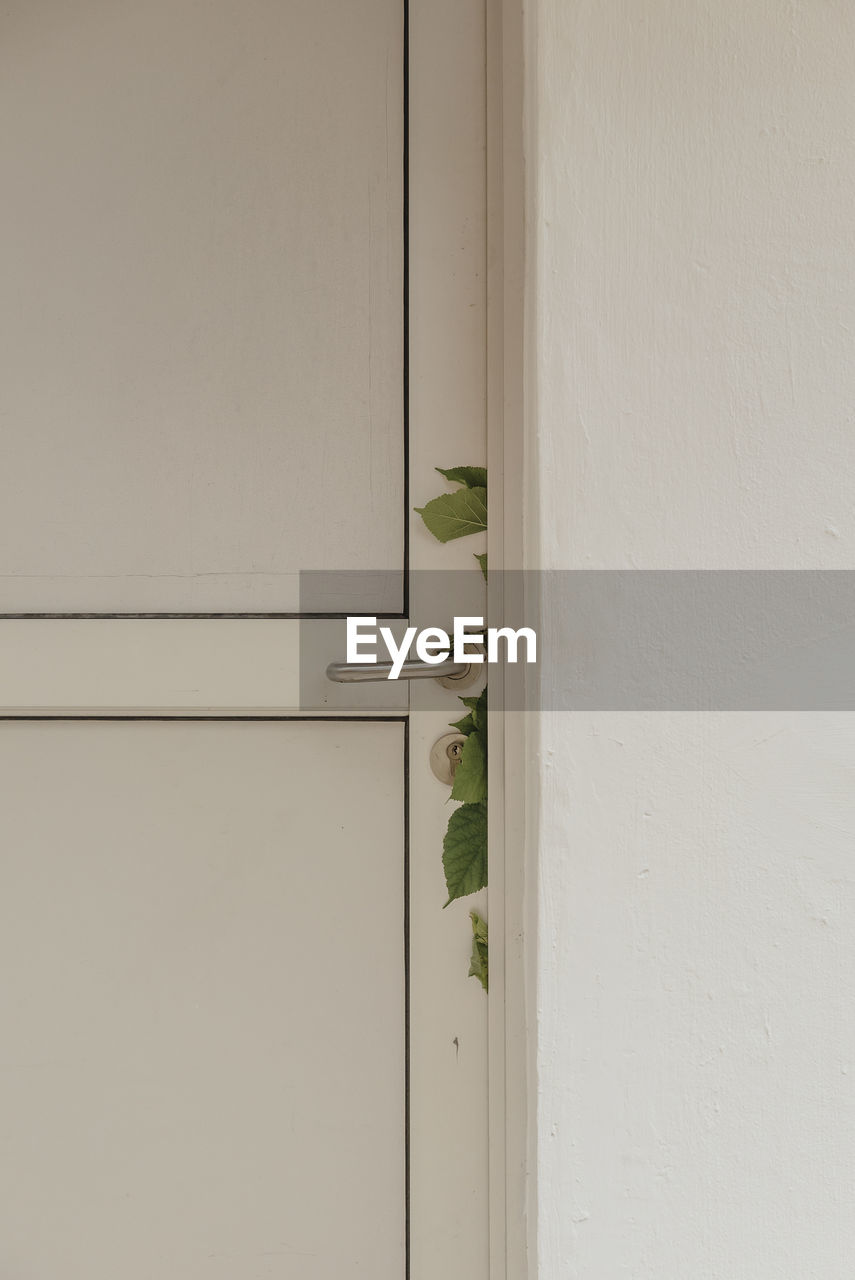Leaves stuck on closed white door of house