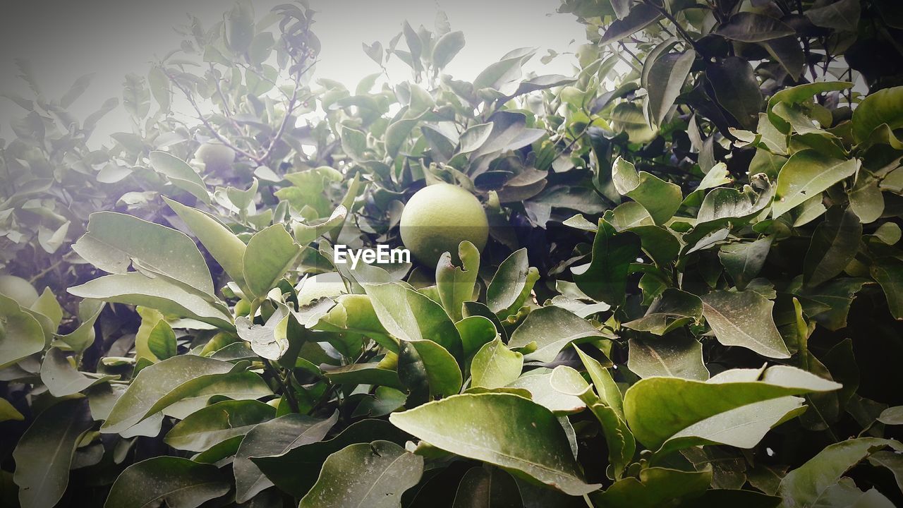 Close-up of leaves on tree