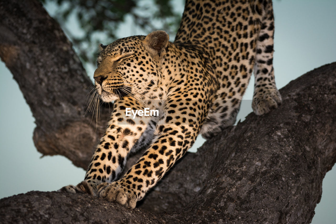 Close-up of leopard in tree