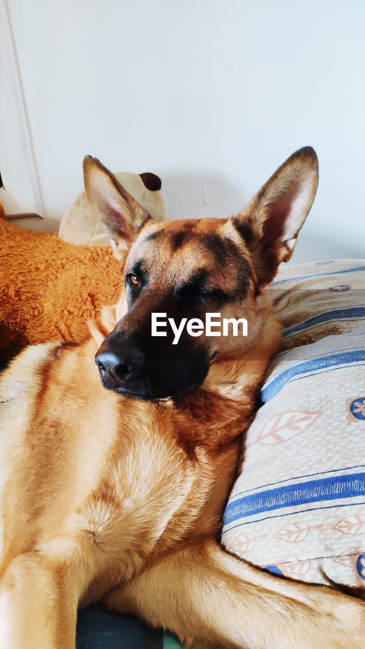 Close-up of dog resting on bed