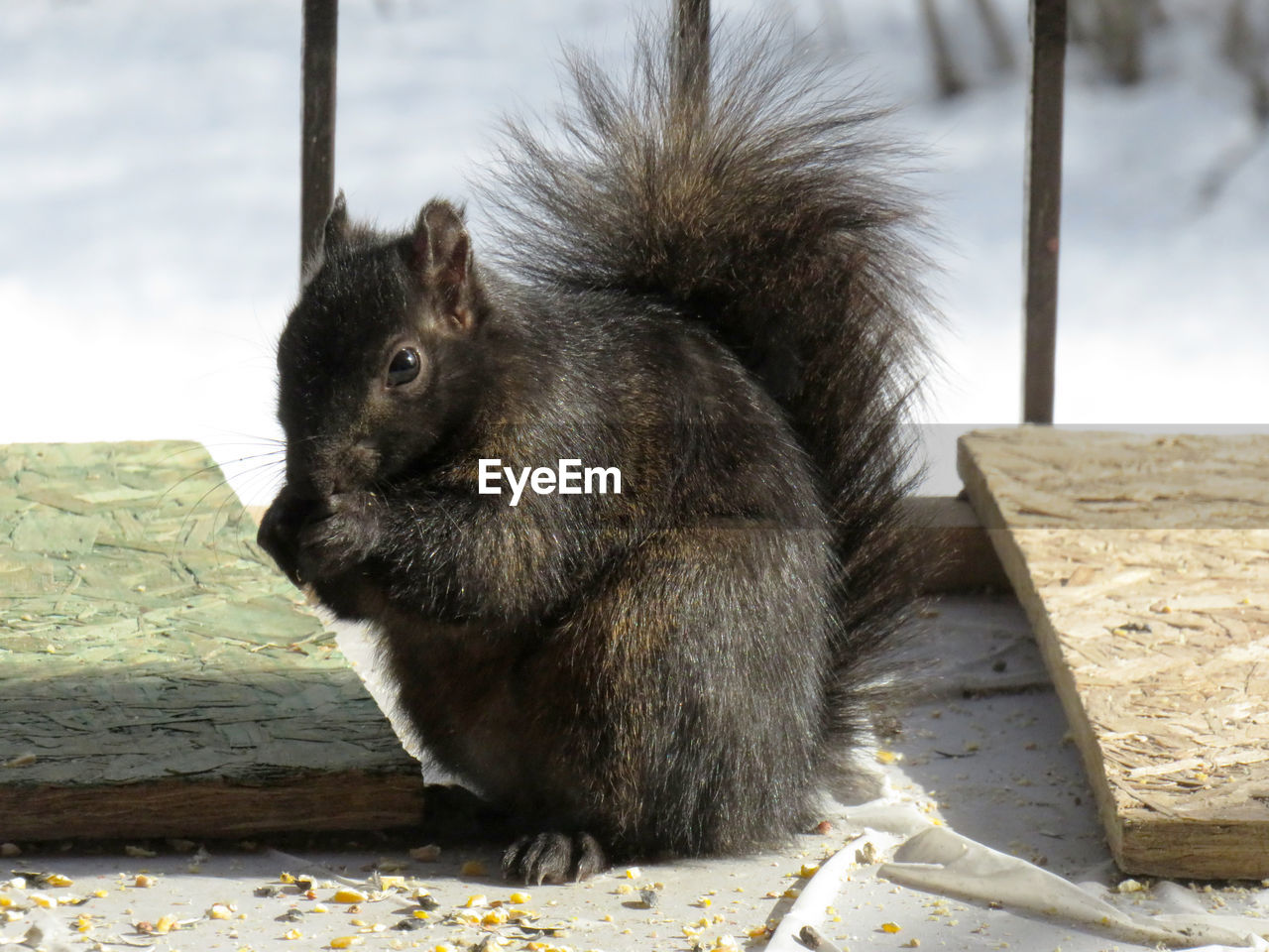 CLOSE-UP OF SQUIRREL SITTING OUTDOORS