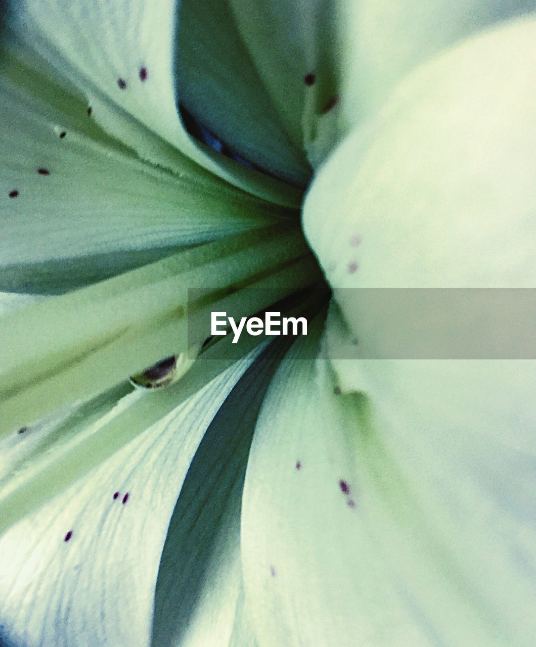 MACRO SHOT OF WHITE FLOWER