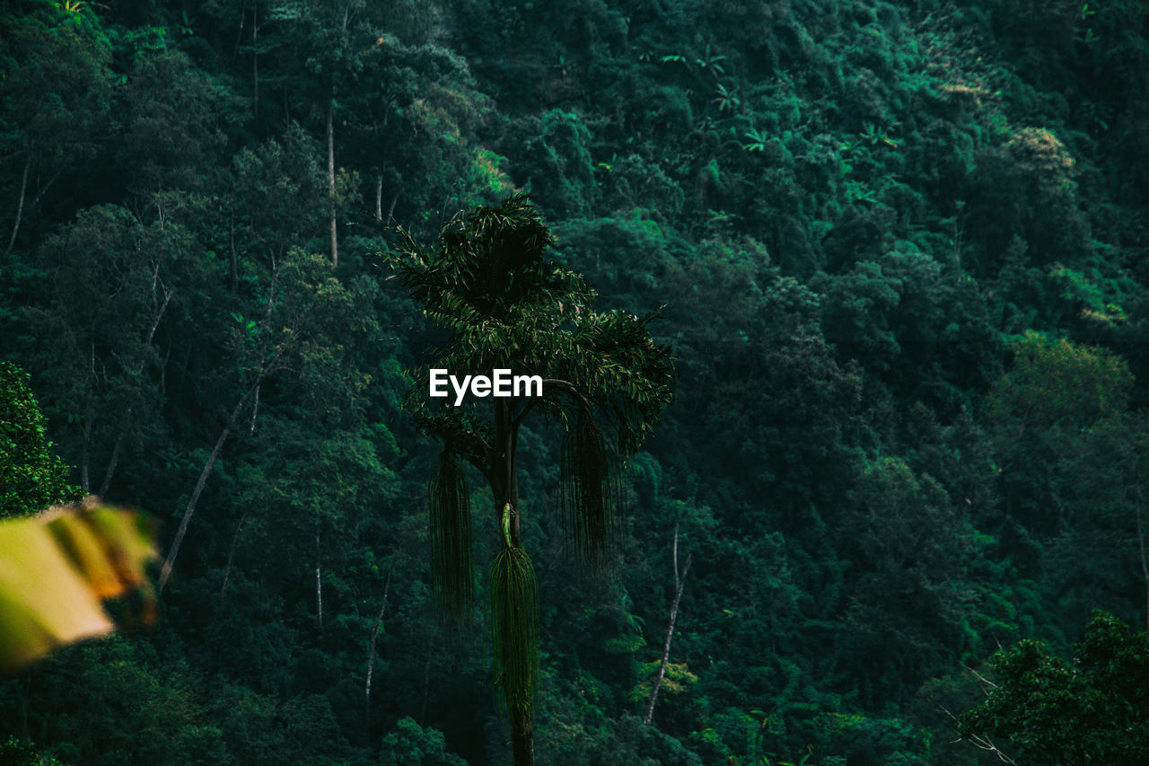 Rear view of trees in forest