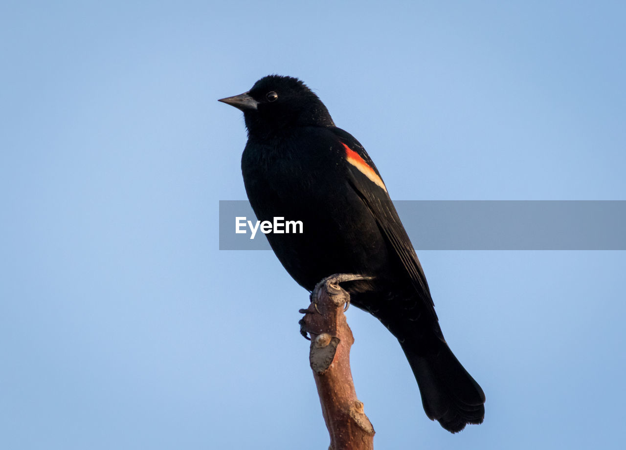 LOW ANGLE VIEW OF BIRD PERCHING ON A BRANCH