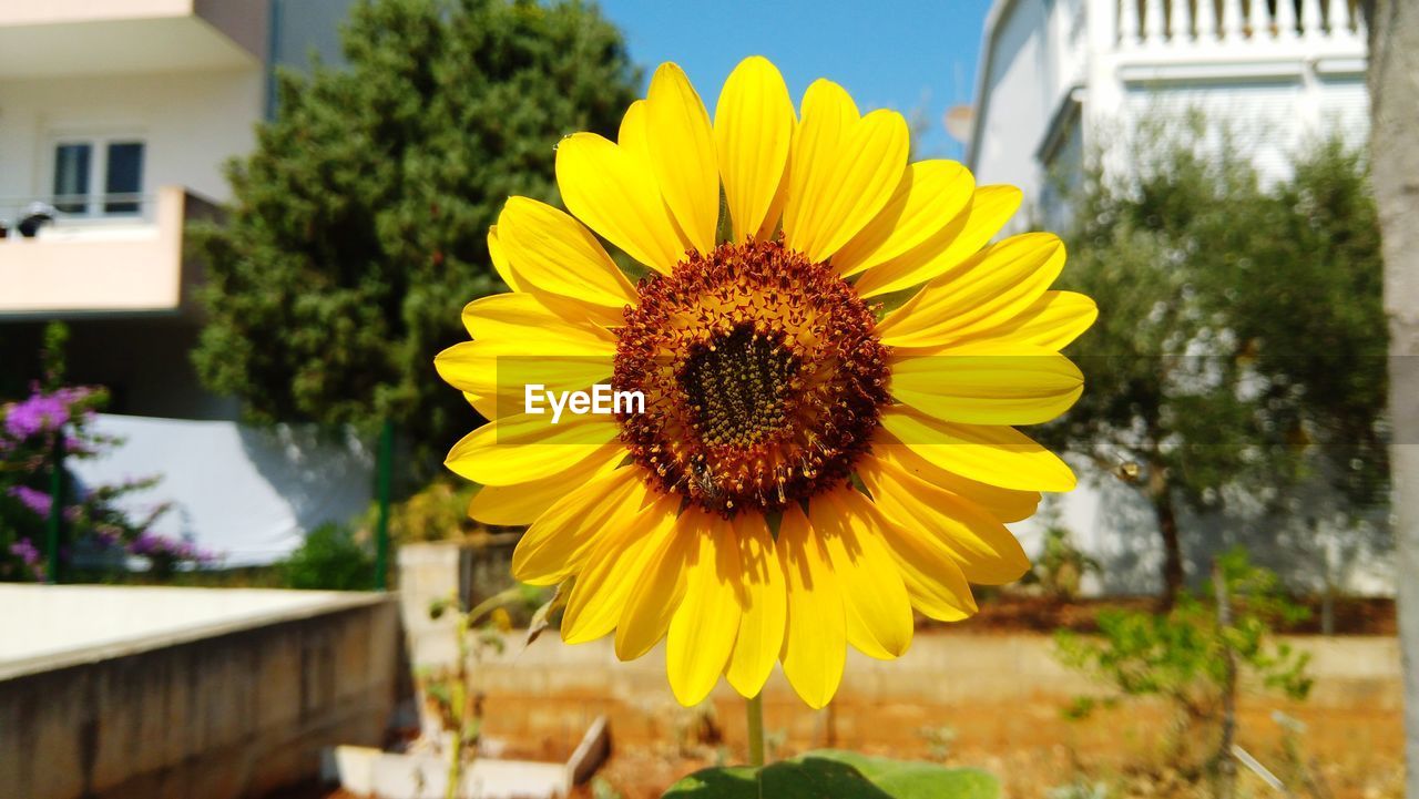 CLOSE-UP OF SUNFLOWER AGAINST YELLOW WALL