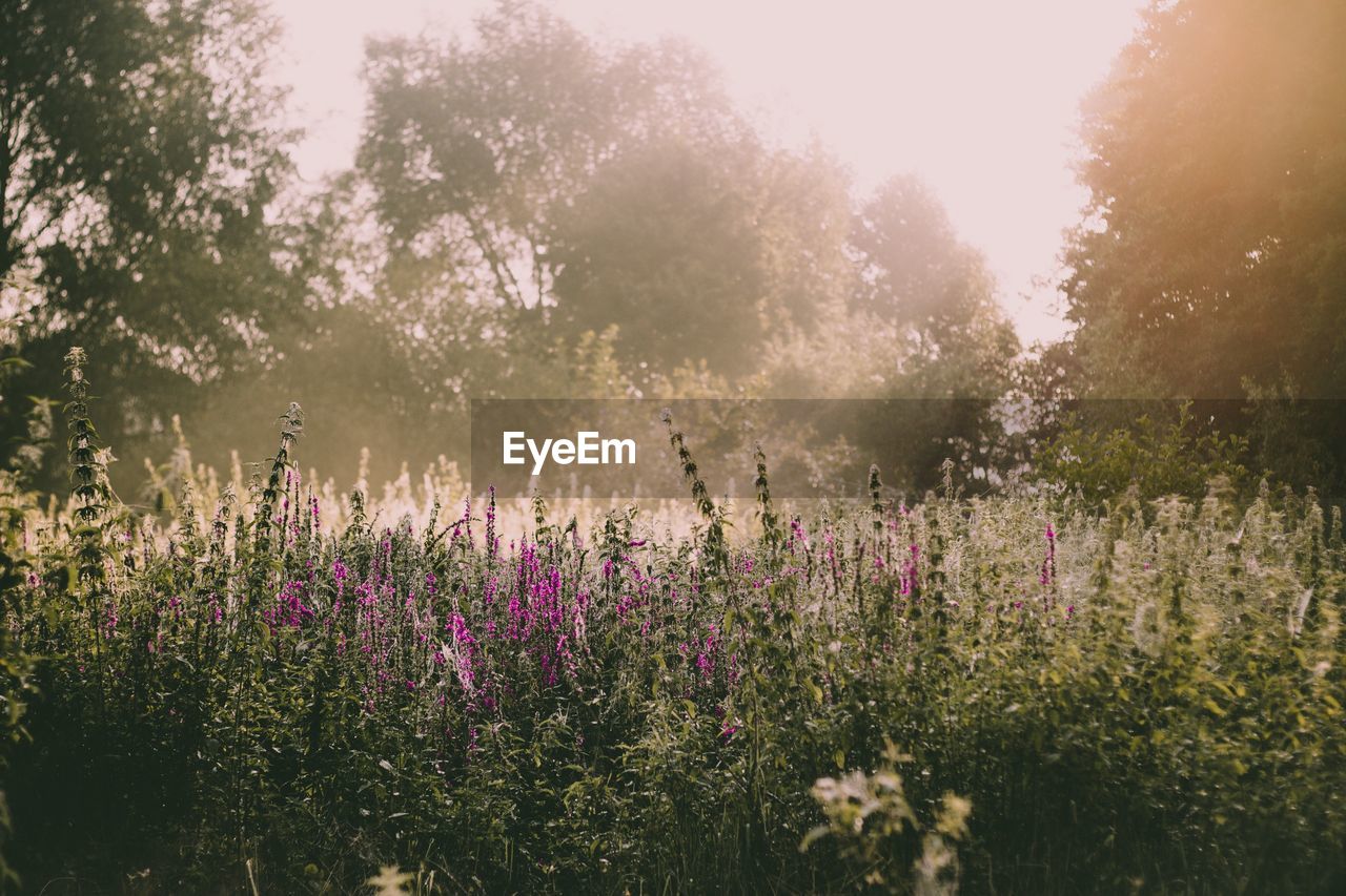 Purple flowers growing on field