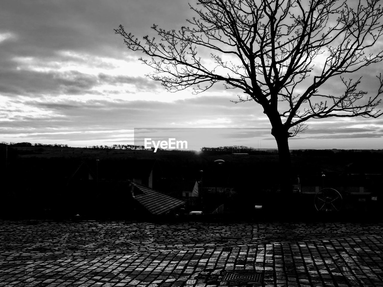 TREE AT BEACH AGAINST SKY