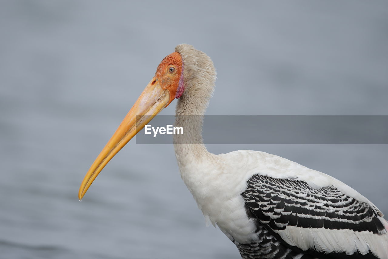 A painted stork up close