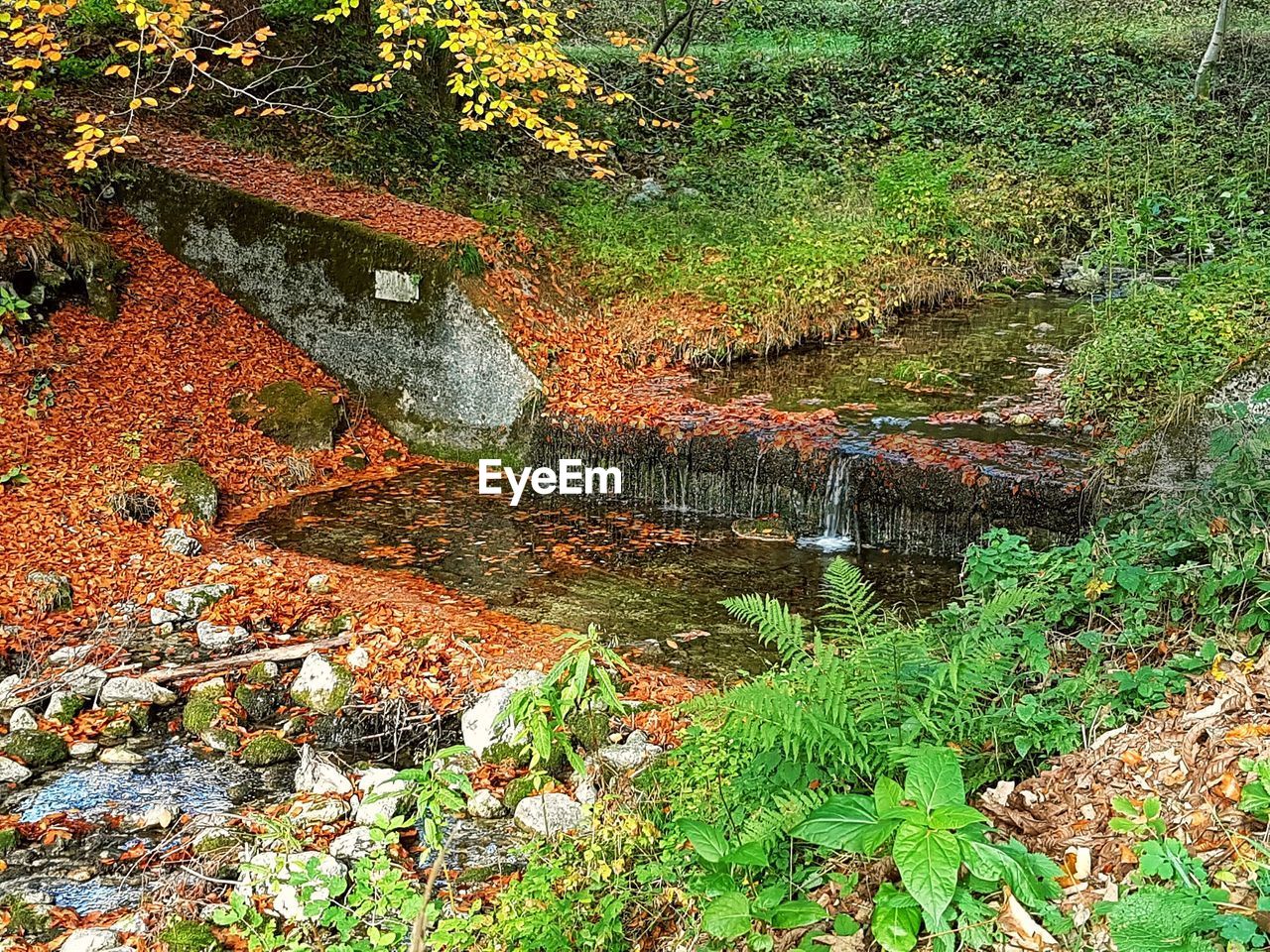 PLANTS IN FOREST